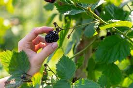 Avoid growing blackberry bushes on the same site where you've grown tomatoes, peppers, potatoes or eggplants in recent years to minimize transmitted diseases. Why Is My Blackberry Bush Not Flowering Why And How To Stop It