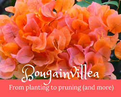 A growing bougainvillea plant needs phosphate and nitrogen plant food to flower, so make sure to use a bougainvillea food containing these elements to ensure proper blooming. It S Summer Bougainvillea S Favorite Season Gardenologist