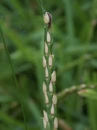 Image result for Stenotaphrum