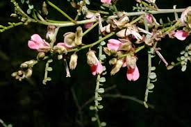 Image result for Indigofera dendroides