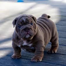 French Bulldog Black And Blue Eyes Blue Eyed English Bulldog Puppy Cute Baby Animals English Bulldog Puppies Cute Dogs