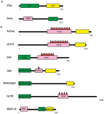 Frontiers | Mechanisms and proteins involved in long-distance interactions