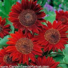 Bunga matahari adalah salah satu tanaman hias yang memiliki banyak varietas. Bunga Matahari Hias Red Sun Merah Anggur Dengan Pusat Hitam 80 Biji Helianthus Annuus Garden Seeds Market Bebas Biaya Kirim