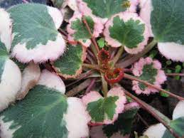 Saxifraga Sarmentosa S Stolonifera Strawberry Begonia Variegated Begonia Plant Goals House Plants