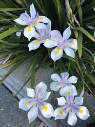 Check spelling or type a new query. 20 Best African Iris Ideas African Iris Iris Dietes