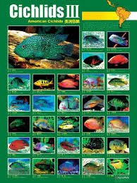 Popular south and central american cichlids include oscar, firemouth, jack dempsey, blue ram, convict, blood parrot, midas, angelfish and texas cichlidssize: South American Cichlids Aj Aquatics Inc