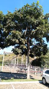 Image result for Centrolobium