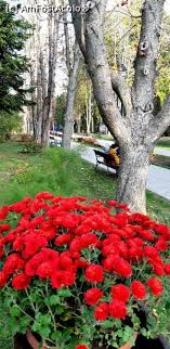 Borza este deschisă după programul normal, de luni până duminică, între orele 09:00 și 18:00. FrumuseÅ£ea La Ea AcasÄƒ GrÄƒdina BotanicÄƒ Anastasie FÄƒtu Iasi Impresii La Pas Prin Gradina BotanicÄƒ IaÈ™i Amfostacolo