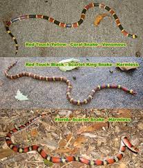 Coral Snake Look Alike Red Yellow Black Snakes Coral Snake Black And Yellow Snake Snake