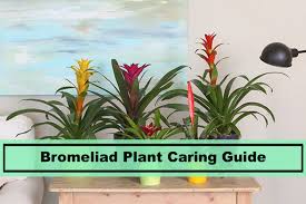Maybe you would like to learn more about one of these? Bromeliad Plant The Basics And Caring Tips Of Raising It Indoors Plants Spark Joy