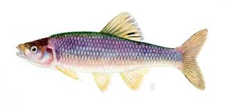 Image result for Cincinnobotrys speciosus