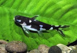 Image result for Kotschya ochreata