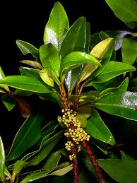 Image result for Myrsinaceae