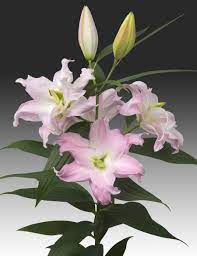 Pin On Lilies