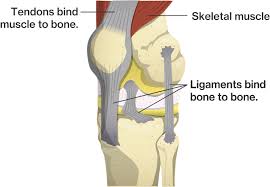 Ligaments are soft tissue structures that connect bones to bones. Tendons And Ligaments Course Hero