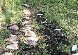 A wood duck house is always a sustainable option but this is more sustainable than most as it makes use of reclaimed wooden pallets. Michigan Poachers Can T Duck State S Punishment The Blade