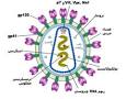 نتیجه تصویری برای ‫مقاله و عکس درباره بیماری ایدز pdf‬‎