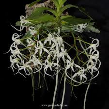 Image result for Cyrtorchis