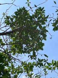 Image result for Bussea xylocarpa