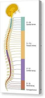Let's think of our children as an empty vessel. Spinal Cord Regions Diagram Canvas Print Canvas Art By Art For Science