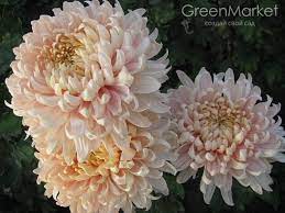 Pin On Chrysanthemum Blooms White