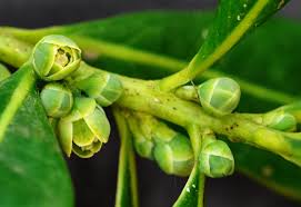 Image result for Warburgia