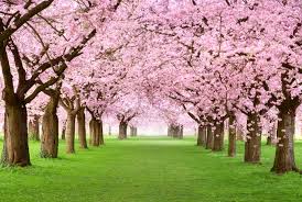 Pendula) are ornamental trees that are planted for their spectacular show of pink or white spring flowers. 4 Best Flowering Cherry Trees To Grow In The South Gardener S Path
