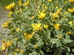 When in greek folklore it was positioned on the churches for the gods, this blossom ended up being an icon of love. Heterotheca Villosa Plants Of The Southwest
