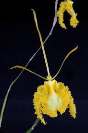 Image result for Psychotria hypsophila