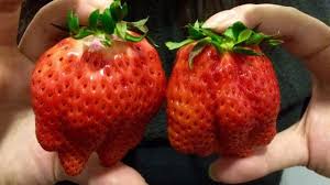 堅 離地城 親身試食 果欄必吃之選 日本佐賀縣咲姬士多啤梨 strawberry fruit food