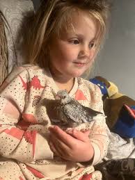 Animals Lost and Found in Kent