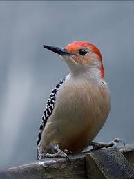 The commonwealth is home to 480 species of wild birds and wild mammals. Birds Of Western Pennsylvania Birds Bird Species Great Backyard Bird Count