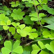 Image result for Oxalis oligotricha