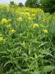 Image result for Berlinia orientalis