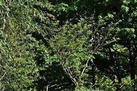 Image result for Zanthoxylum tenuipedicellatum