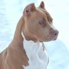 Those Eyes Pitbull Evcil Hayvanlar Kopek Turleri Pitbull
