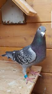 Batman Son 3e Nat 7e Internat Bordeaux Racing Pigeon Lofts Pet Birds Pigeon