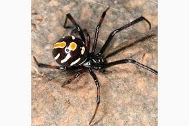 Black And Yellow Striped Spider Australia Poisonous Spiders Google Search Spider Spider Species