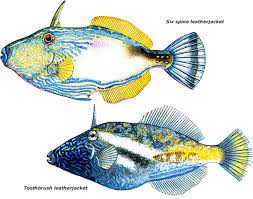 Leatherjacket All Species Vfa
