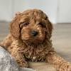 A quick ultrasound at home means our puppies can stay warm and cosy with mum at home and mum can relax and focus on her puppies. 1