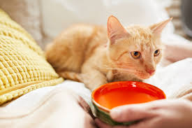 When a cat is not neutered or spayed, the smell of urine can be overwhelming both for males and females, this is normally the reason for cats to mate. Cat Drinking A Lot Of Water And Vomiting Proudcatowners