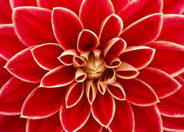 Whatsapp sfondi fiori whatsapp immagini profilo gratuite foto nanopress. á… Le Piu Belle Immagini Di Fiori Per Whatsapp