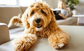 Spray paper with cooking spray. Labradoodle Vs Goldendoodle 10 Differences Which Poodle Mix Breeds Is Better
