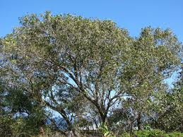 Image result for Syzygium cumini