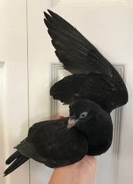 Unexpected visitor drops in to provide a lesson on racing pigeons. Chocolate And Tiramisu Are The Perfect Chicago Pigeon Pets Rescue Facebook