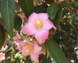 Image result for Lagunaria patersonia