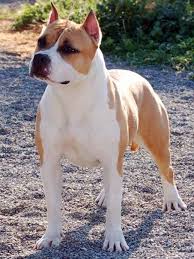https www facebook com totallybulldog what a beautiful american staffordshire terrier wow bully dog dog breeds puppy time
