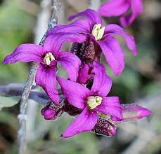 Image result for Carex johnstonii