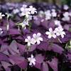 Beautiful and hard to find, the blossoms are bluish purple like a rare amethyst. Https Encrypted Tbn0 Gstatic Com Images Q Tbn And9gctqv4d 9cy Bhhms1yy8vdyh8sy8aaqmuiyrpyapwgckzsiv6t4 Usqp Cau