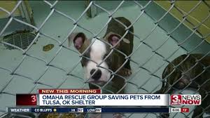 You can also come to the shelter or visit our mobile adoption center and. Dogs From Oklahoma Coming To Omaha To Be Rescued